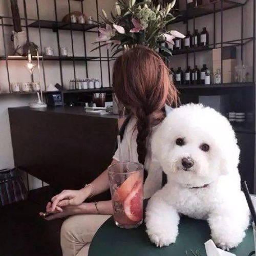  给狗喷香水真的好吗你这一举动很有可能让它丧命