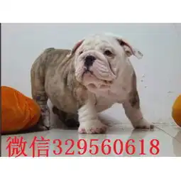  潮州哪里出售英国斗牛幼犬纯种白色英国斗牛犬斗牛犬图片高品质英国斗牛犬幼犬