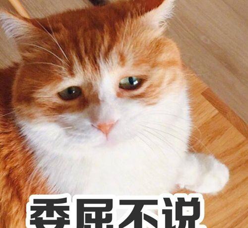  橘猫喜欢在水池中睡觉,主人装满水对付它,没想到橘猫转移了阵地