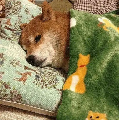 单身狗薯片情侣头像单身