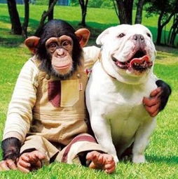  斗牛犬詹姆斯去世享年12岁黑猩猩小庞很寂寞