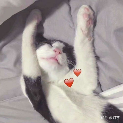  你见过最好看的情头是什么