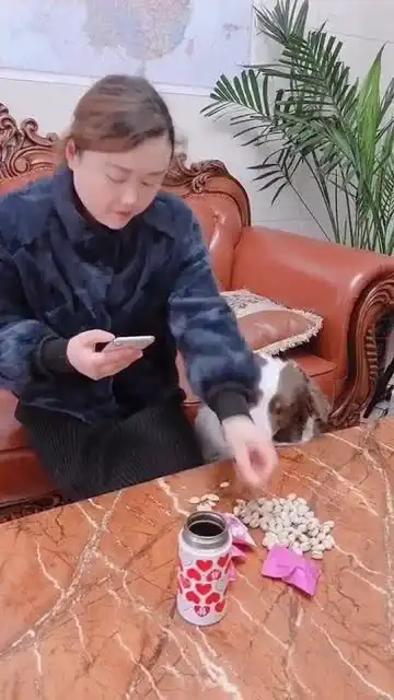 情人节还有只满眼都是你的狗相伴,是不是很幸福 情人节还有只满眼都是你的狗相伴,是不是很幸福