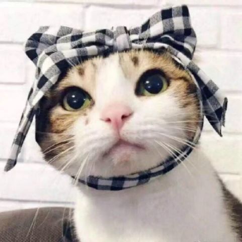  北风吹捂脸暖头像