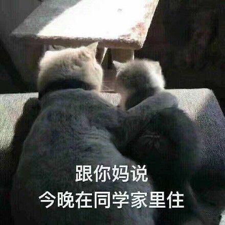  玫瑰沾白糖的相册天使猫猫的表情包