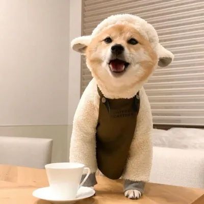  为什么狗狗不听话,其实问题出在你身上