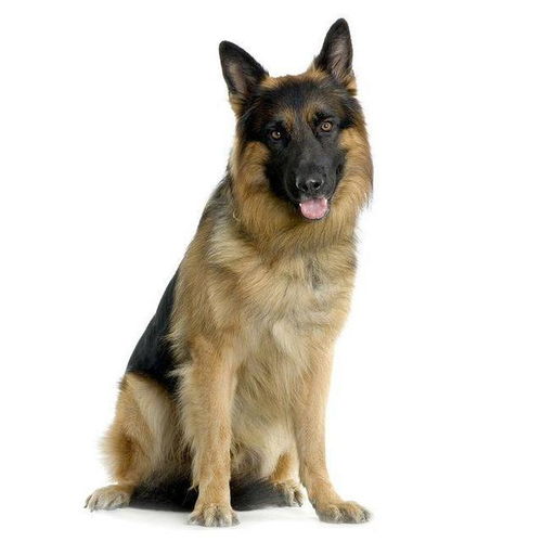  养了德国牧羊犬之后,就再也不想养其他狗狗了,最后一点太贴心了