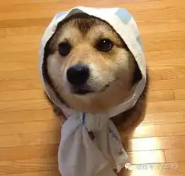  哈士奇与柴犬的混血居然是这样的,毫无违和感