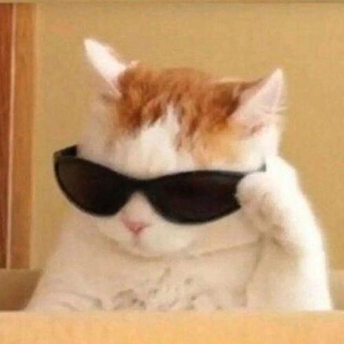 男孩和猫情侣头像沙雕