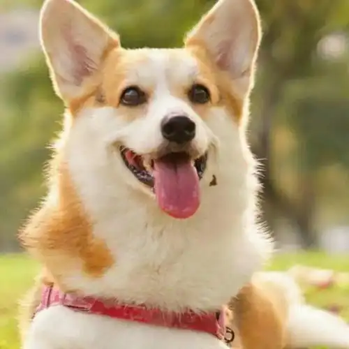 单身狗薯片情侣头像壁纸