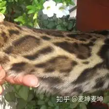  孟加拉豹猫各类花纹pattern超级详解