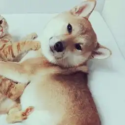 猫狗情侣头像一左一右最新微信萌宠情侣头像搞怪可爱 猫狗情侣头像一左一右最新微信萌宠情侣头像搞怪可爱