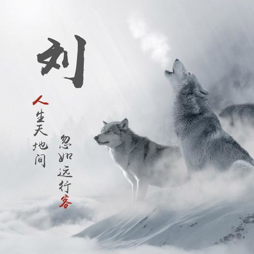  你有多久没有换头像了,4款多张狼图腾励志头像,送给喜欢狼的你
