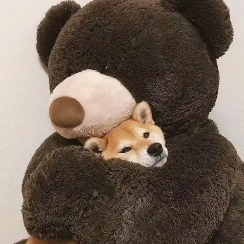  如何人工喂养奶猫