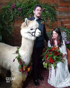  g活谁能想出的idea这对新人用羊驼当伴娘和伴郎,婚礼简直萌翻了