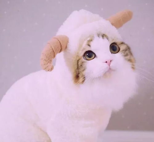 猫猫的头像高清图片