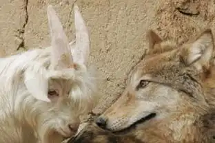  你的他是狼还是羊