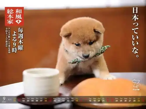 情人节有什么了不起,我这狗样还不是人见人爱 情人节有什么了不起,我这狗样还不是人见人爱