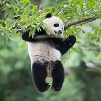  熊猫在树上头像图片微信微信头像图片大全