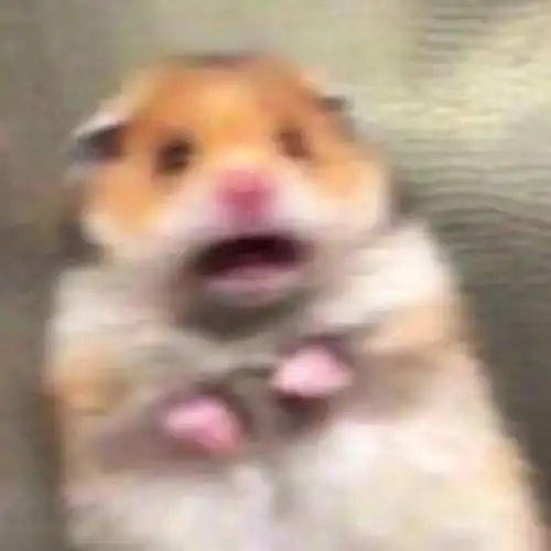 萌宠情侣头像 萌宠情侣头像