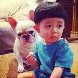 斗牛犬情侣头像换脸