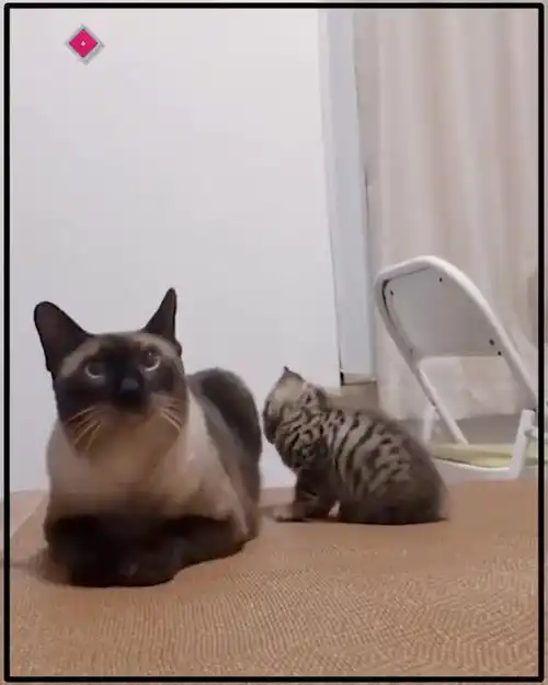  小猫咪执意靠近大猫,可对方却不领情