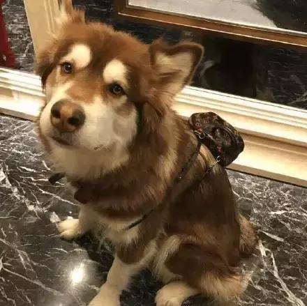 羊驼头像情侣王可可