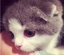  萌猫图片大全可爱头像微信头像图片大全