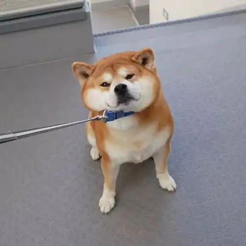  日本一柴犬因笑容治愈走红网络网友承包了我2018年的头像