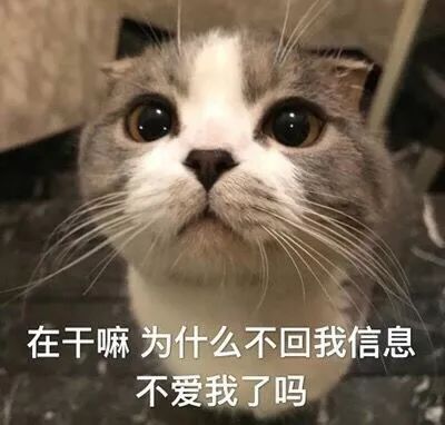  猫这里有小鸡鸡耶