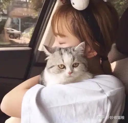  为什么越来越多的年轻人喜欢养猫了这几点原因太真实了
