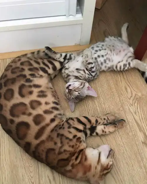  孟加拉豹猫一种很多人想养,却养不起的猫,除非你有矿