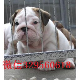  潍坊哪里有卖斗牛犬的纯种英国斗牛犬出售斗牛犬图片英国斗牛犬多少钱一只