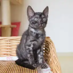  自家繁殖顶级孟加拉豹猫纯正血统出售请来电