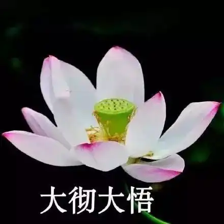 情侣头像黑色头像带字莲