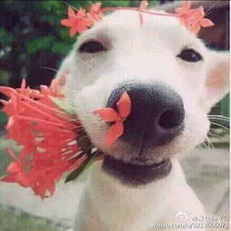  谁有这两组情侣头像的原图无水印的原图