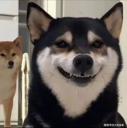  柴犬的玻璃胃是天生还是后天喂养