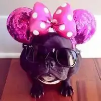  法国斗牛犬头像