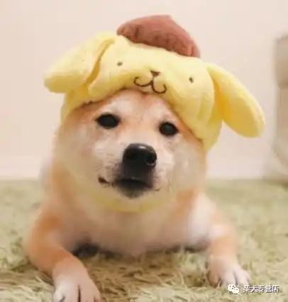 如何养柴科学养柴常识柴犬 如何养柴科学养柴常识柴犬