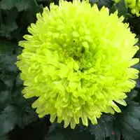  清净高洁空间唯美菊花qq头像花的图片大全