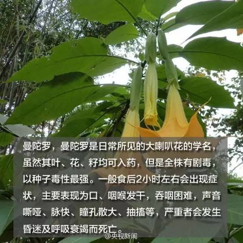  吃完野菜第二天脸肿成猪头野菜怎么吃你知道吗