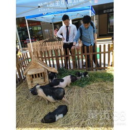  崇明区-租售白羊驼公园草坪婚礼-庆典暖场展览-黄页88网