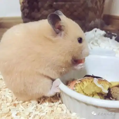  可圆可方可条状,还会融化成一滩,这只霓虹的小仓鼠,简直可爱到治愈啊啊啊
