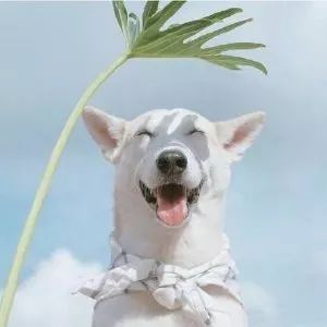  路访双十一,你连爱情都抢不到
