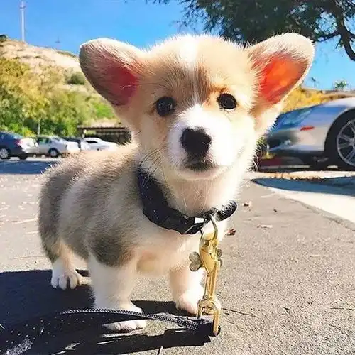  听说旺旺旺狗年有萌犬与你相伴