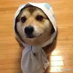  哈士奇和柴犬生下来的狗狗,简直二破天际