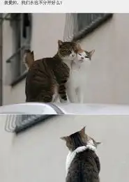 情侣头像贴吧百度贴吧猫