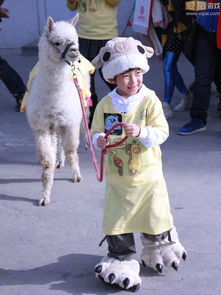  遛羊驼圣境传说showbaby萌图