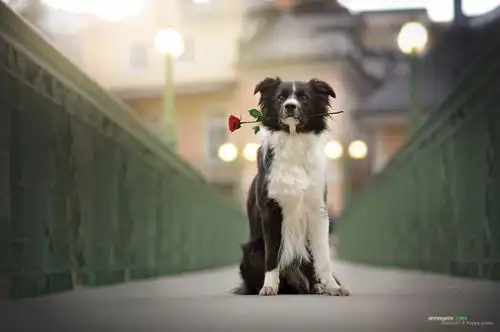  赏析单身狗的梦幻肖像