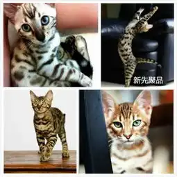  瑞士举行国际猫展盘点世界上最贵的10种猫